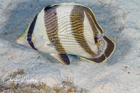 Banded Butterflyfish (1)