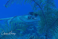 Southern Stingray (1)