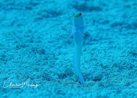 Swimming Yellowhead Jawfish