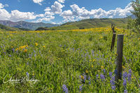 Wildflowers, Fence, and Mountains