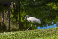 Wood Stork - 2