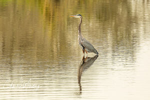 Great Blue Heron