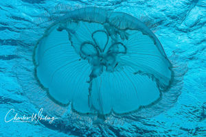 Moon Jellyfish (2)