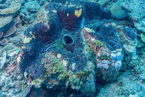 Pacific Giant Clam