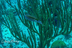 Caribbean Reef Squid in Branch Coral