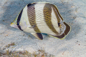 Banded Butterflyfish (1)