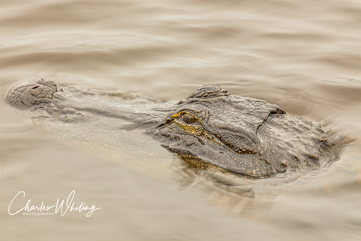 On a cold January morning, the alligators were not exposing much more than the top of their heads to the elements