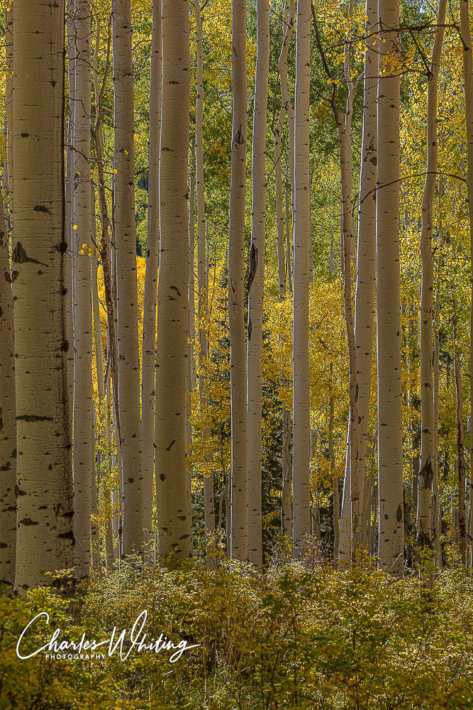 Aspen boles and Fall colors from Woods Lake, Placerville, Colorado.