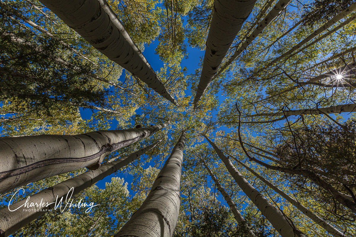 Aspen Crowns, Blue Sky and Sun Starburst from San Miguel County, Colorado
