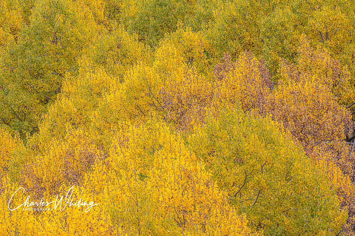 Aspen crowns of varying colors create an impressionistic effect