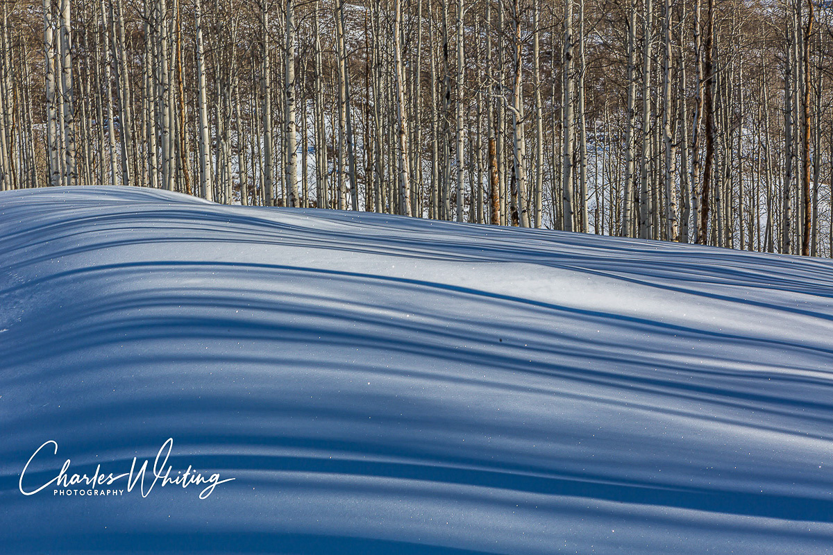 The sun shining through an Aspen grove creates horizontal shadows on the snow. Steamboat Springs, Colorado