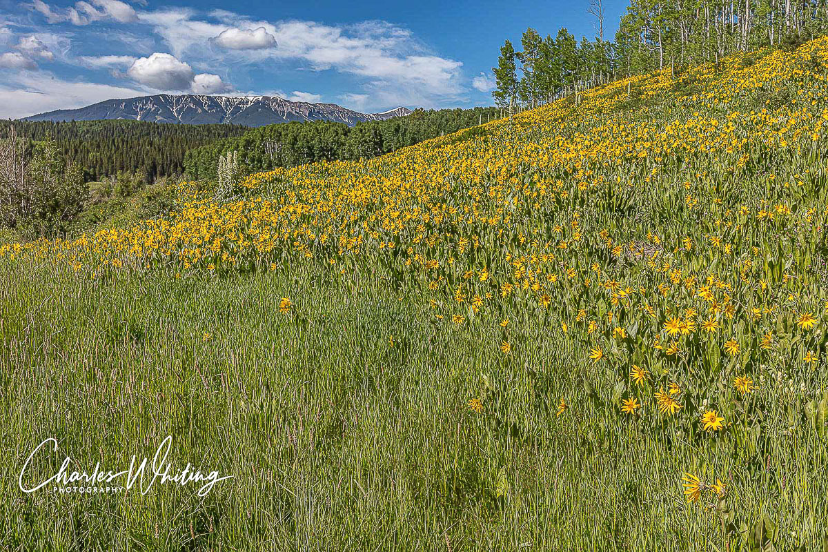 Aspen Sunflowers and Green Gentian flourish in the shadow of the Anthracite Range along Ohio Pass road