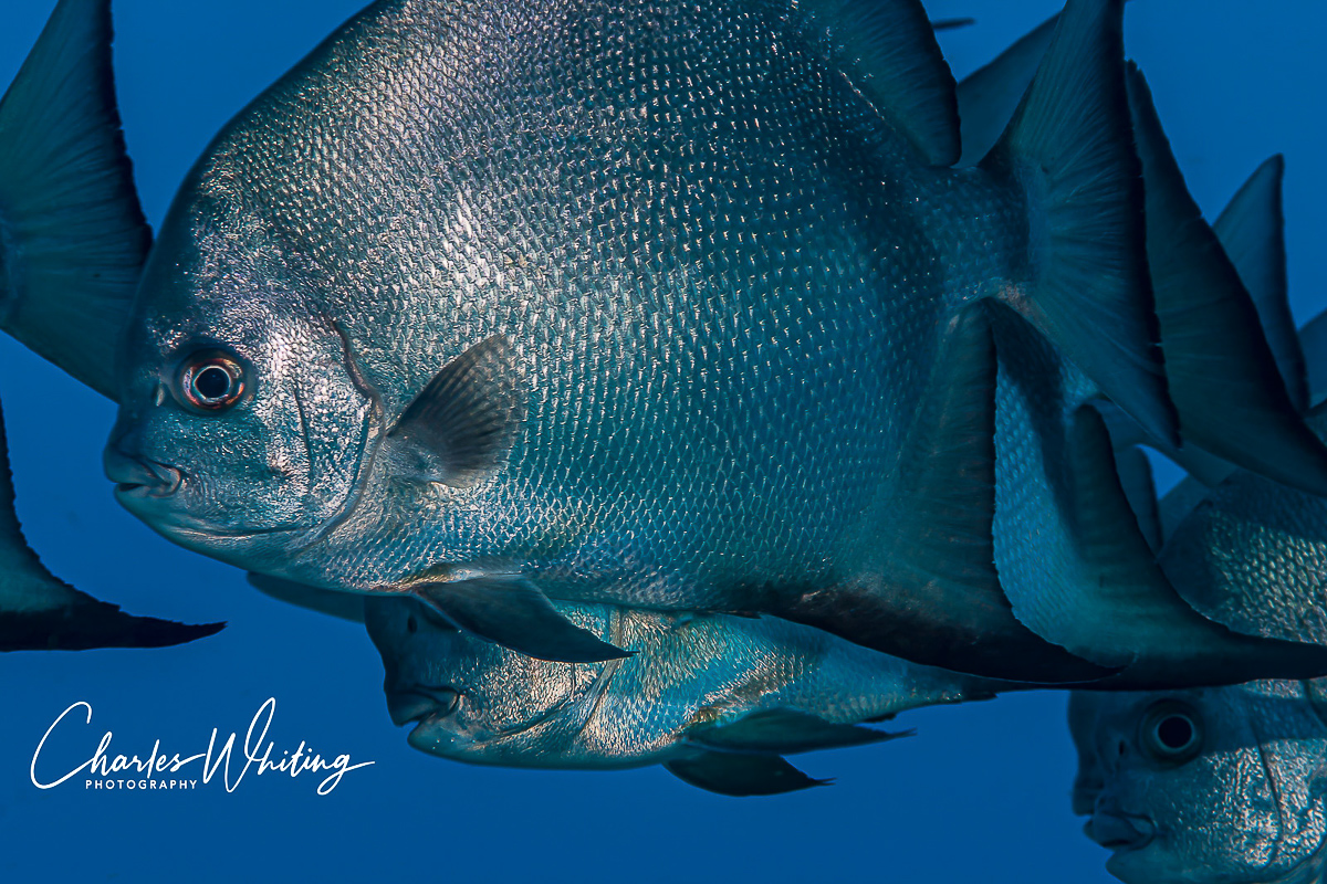 A school of Atlantic Spadefish in vivid blue water