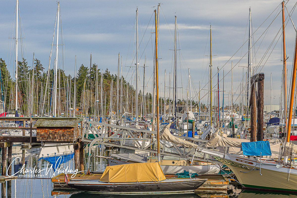 A forest of sailboat masts reaches skyward over Bainbridge Island marina