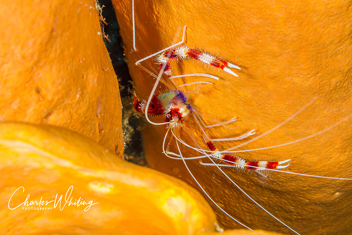 A Banded Coral Shrimp peeks out from between two sponges