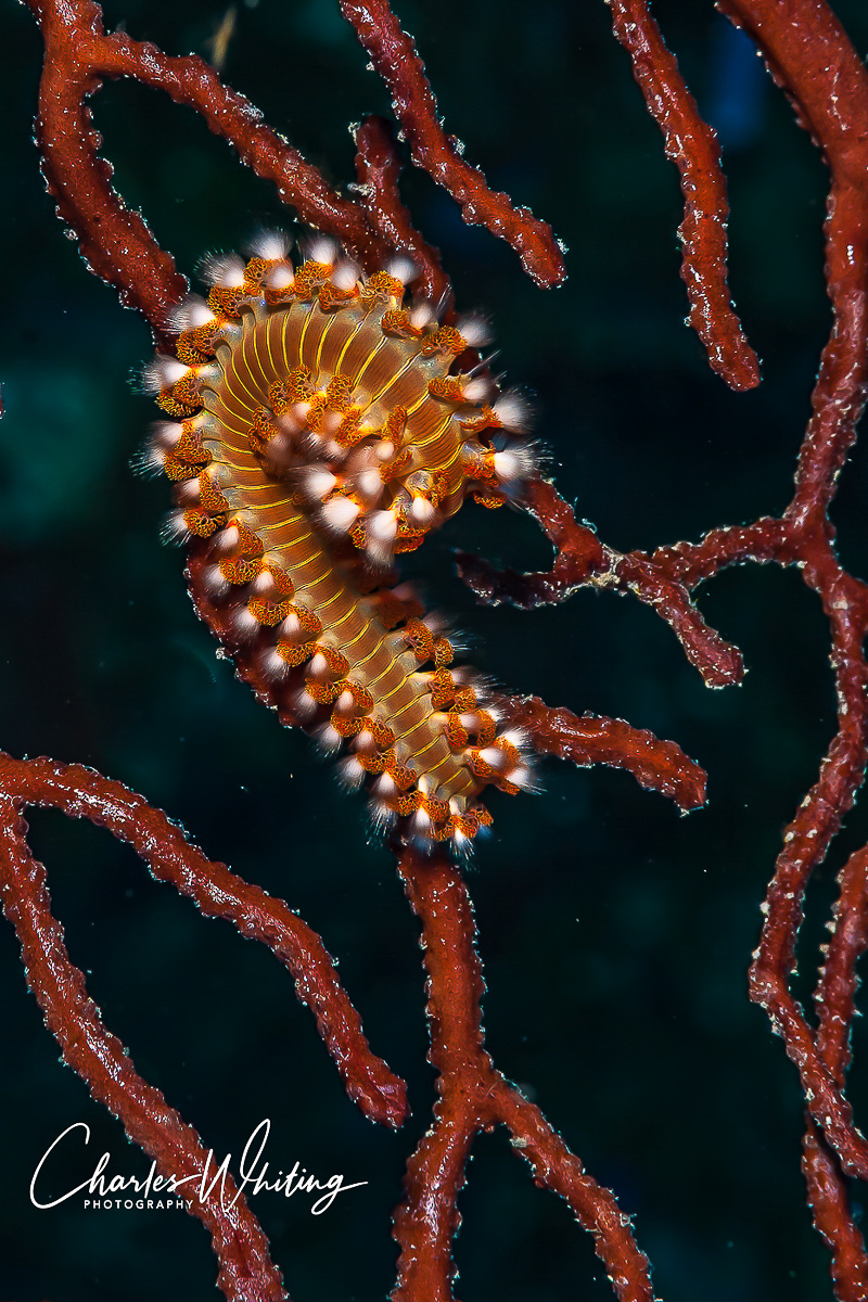 Bearded fireworm on branch coral