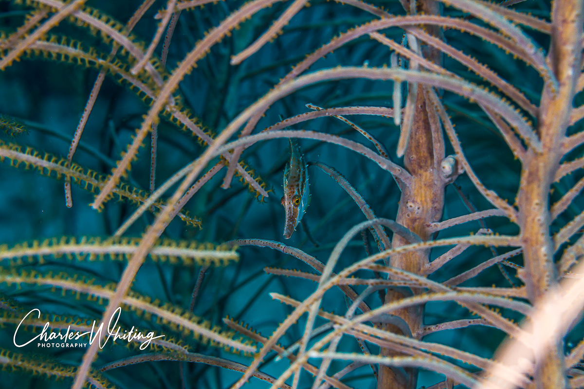 A Pygmy Filefish in Gorgonian Sea Fan Coral