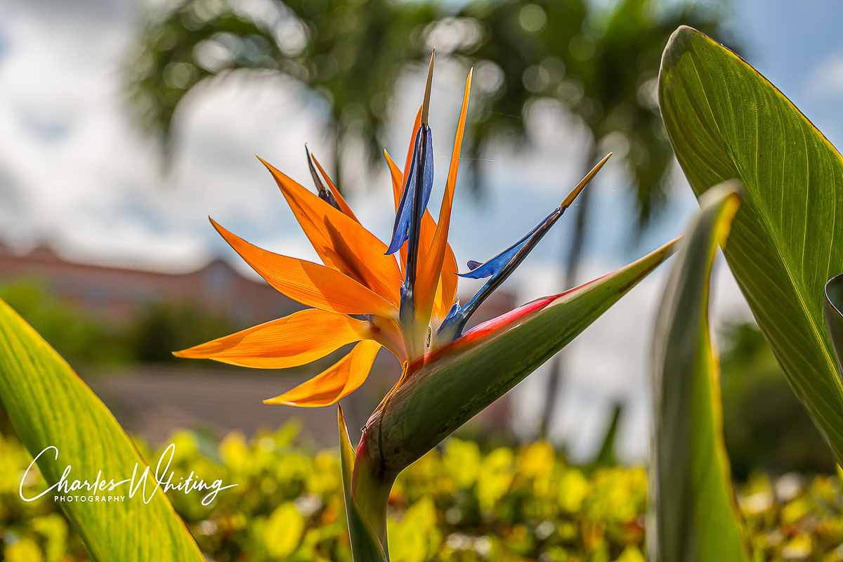 A Bird of Paradise flower backlit by the early morning sun