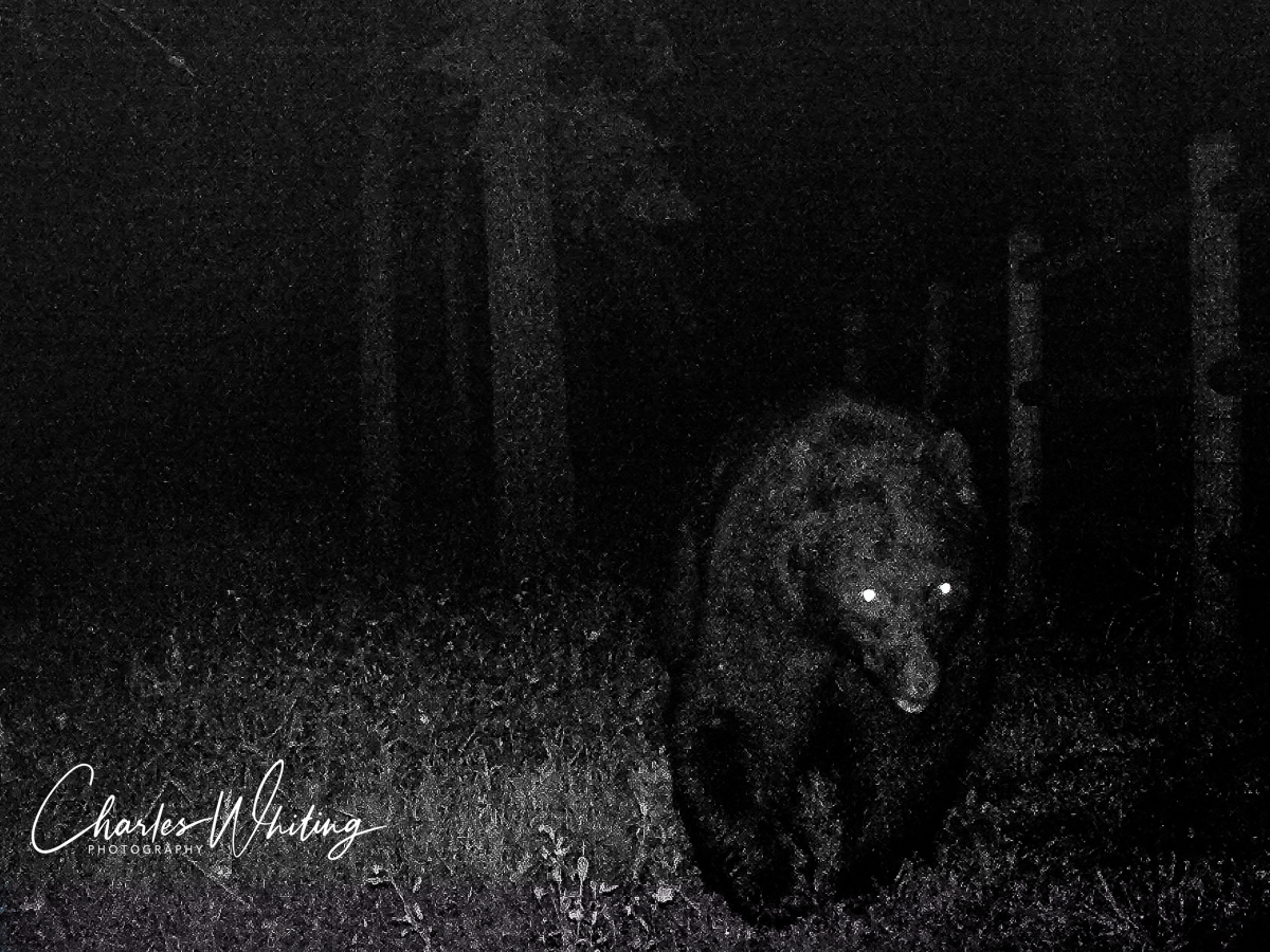 This very large black bear was photographed by a trail camera I manage.