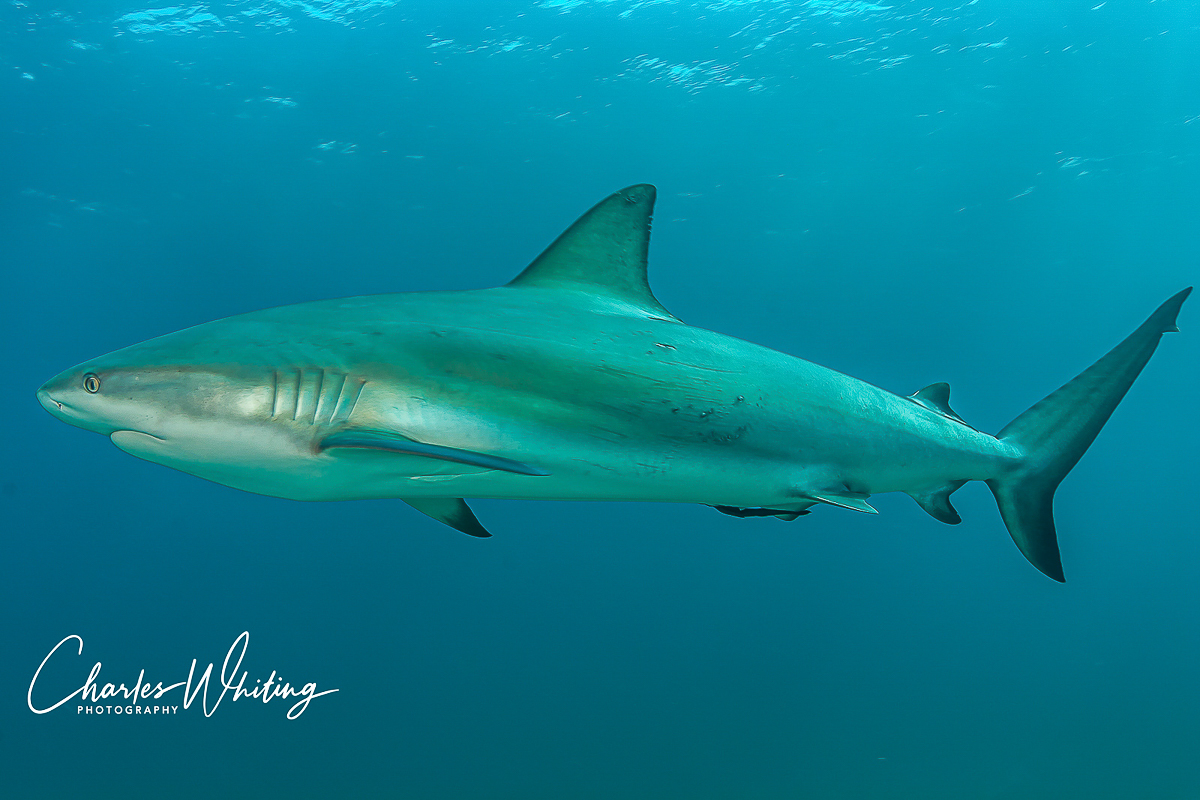 Wide angle photograph of a large Caribbean Blacktip Reef shark