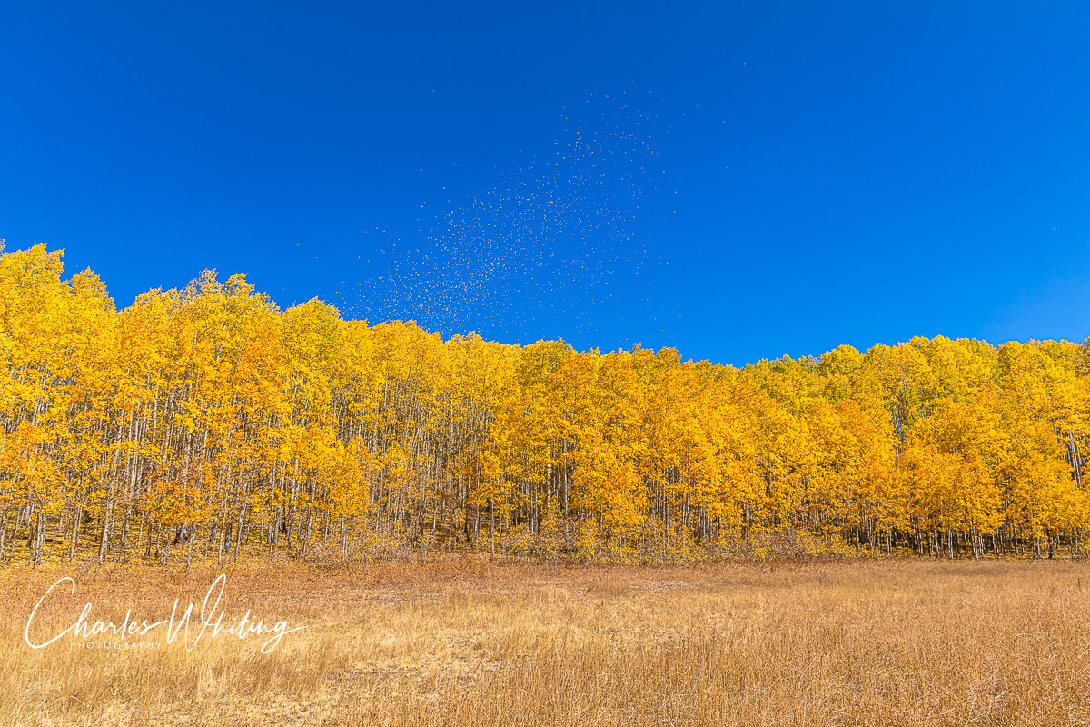 Blowing Aspen Leaves at Kebler Pass, Gunnison County, Colorado