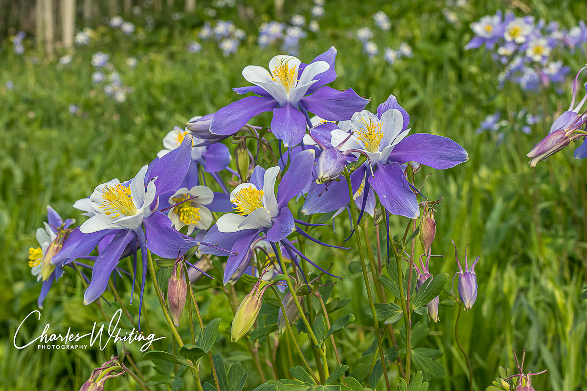 The hillsides are covered with Blue Columbine at Lower Cataract Lake, Summit County, Colorado