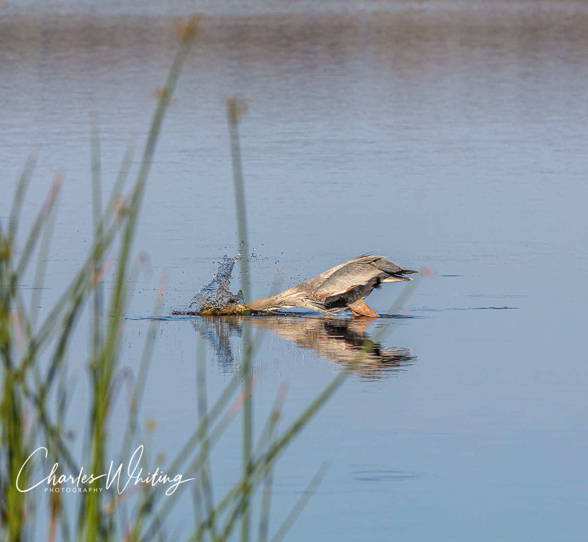 A Great Blue Heron plunges head first for a passing meal