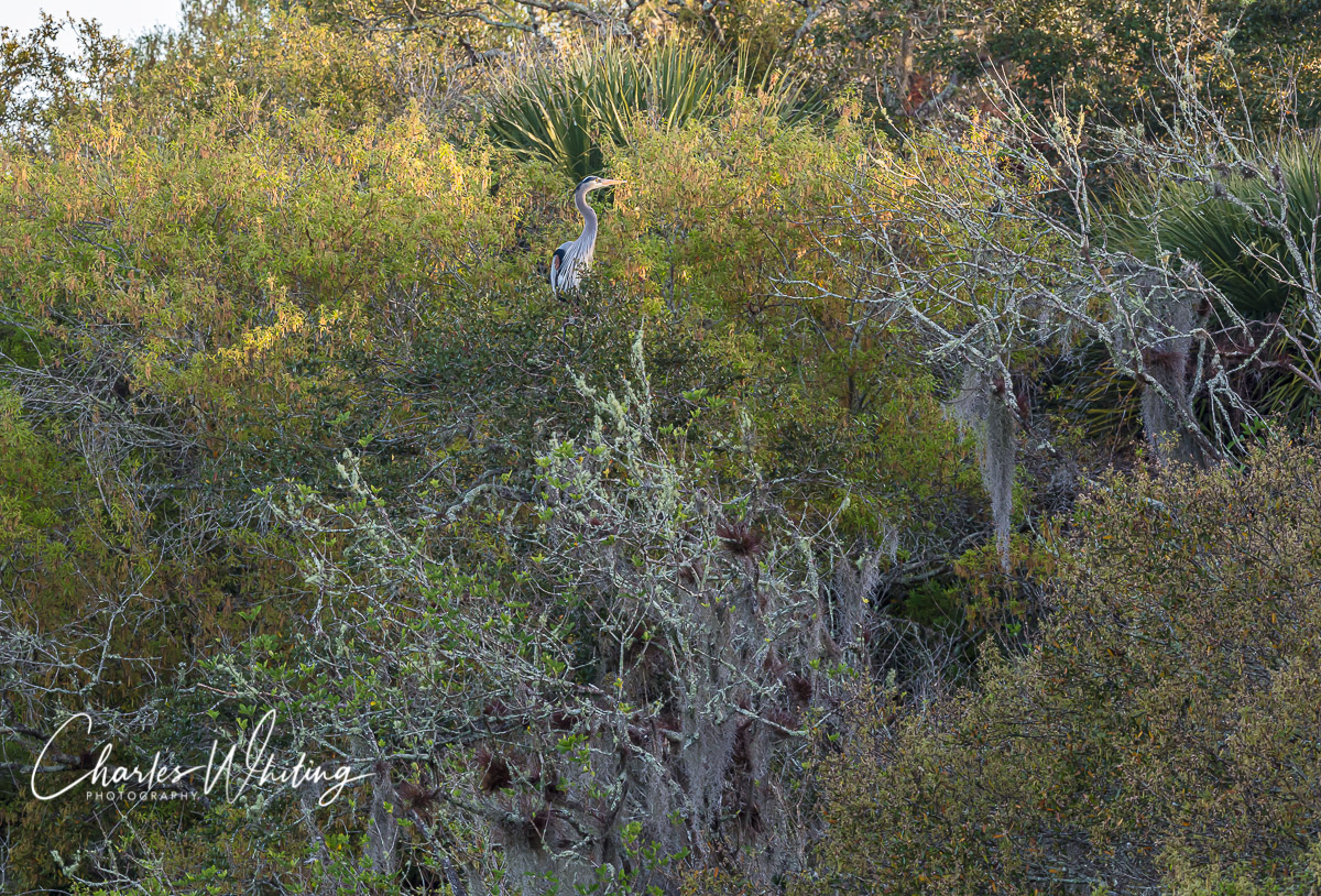 A Great Blue Heron greets the day after spending the night in a tall tree perch