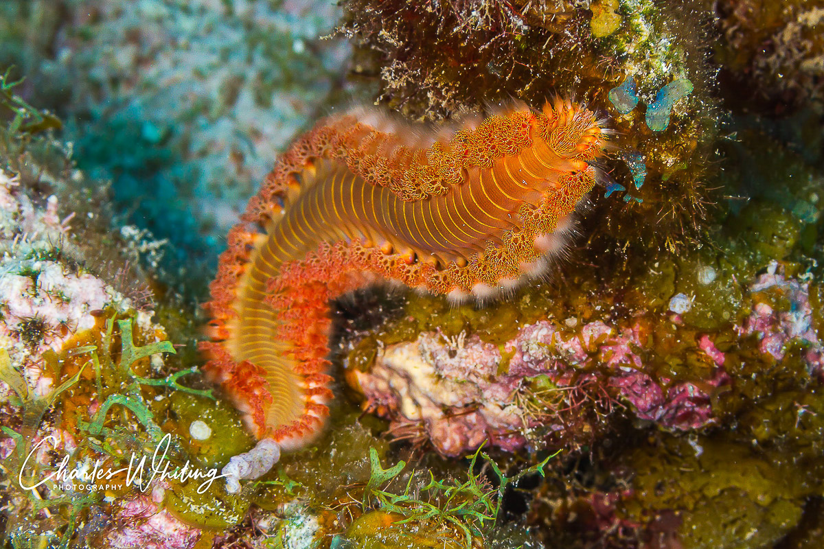 A red bristleworm browses on the coral reef