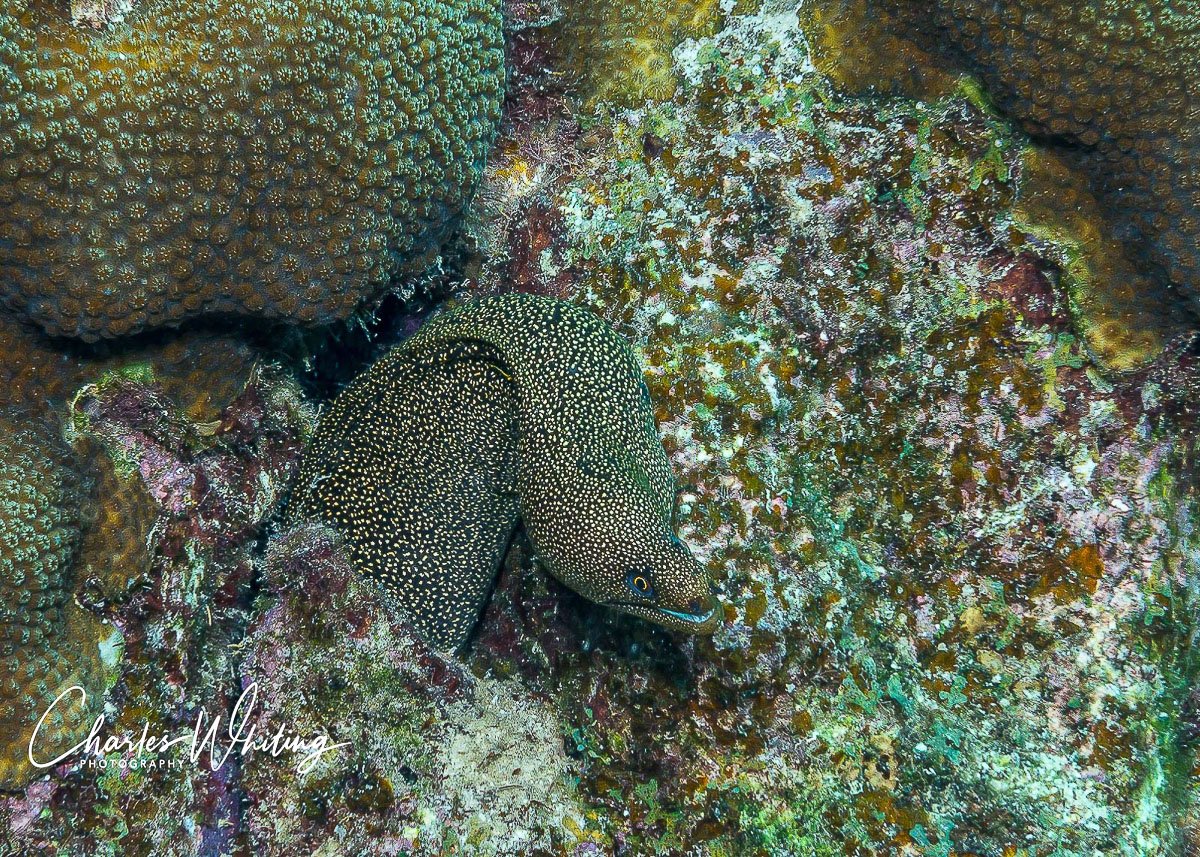 A Brown Spotted Eel looks out from a crack in the coral reef
