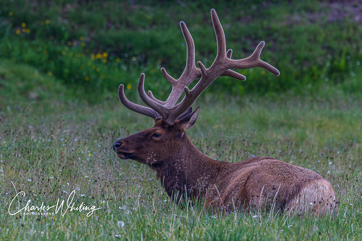 A Bull Elk with velvet antlers rests in a meadow of wildflowers at the Continental Divide in Rocky Mountain National Park