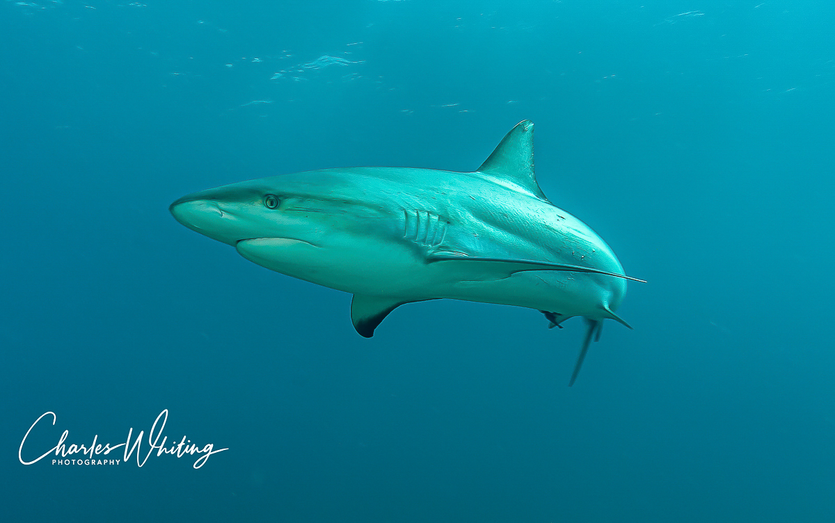 A close-up wide-angle shot of a large Caribbean Blacktip Reef Shark