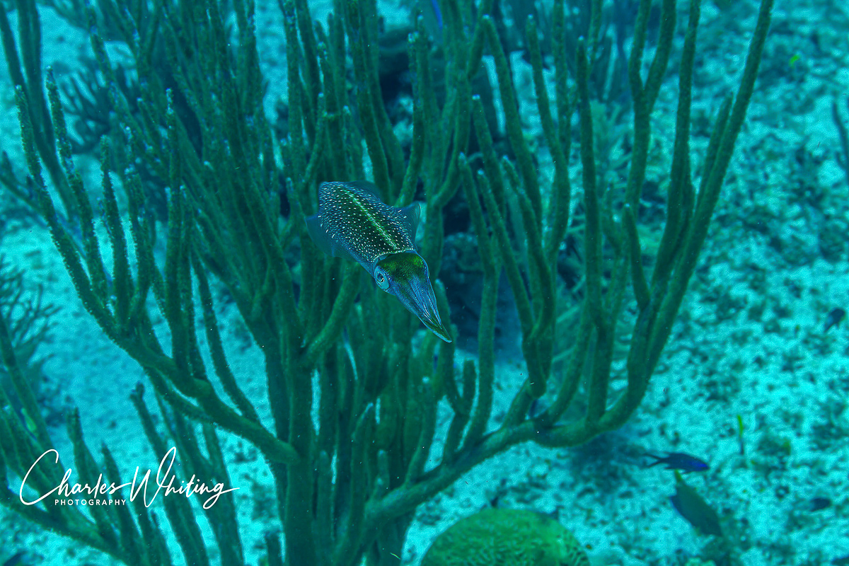 Caribbean Reef Squid, my favorite reef creatures, are elusive and very difficult to photograph