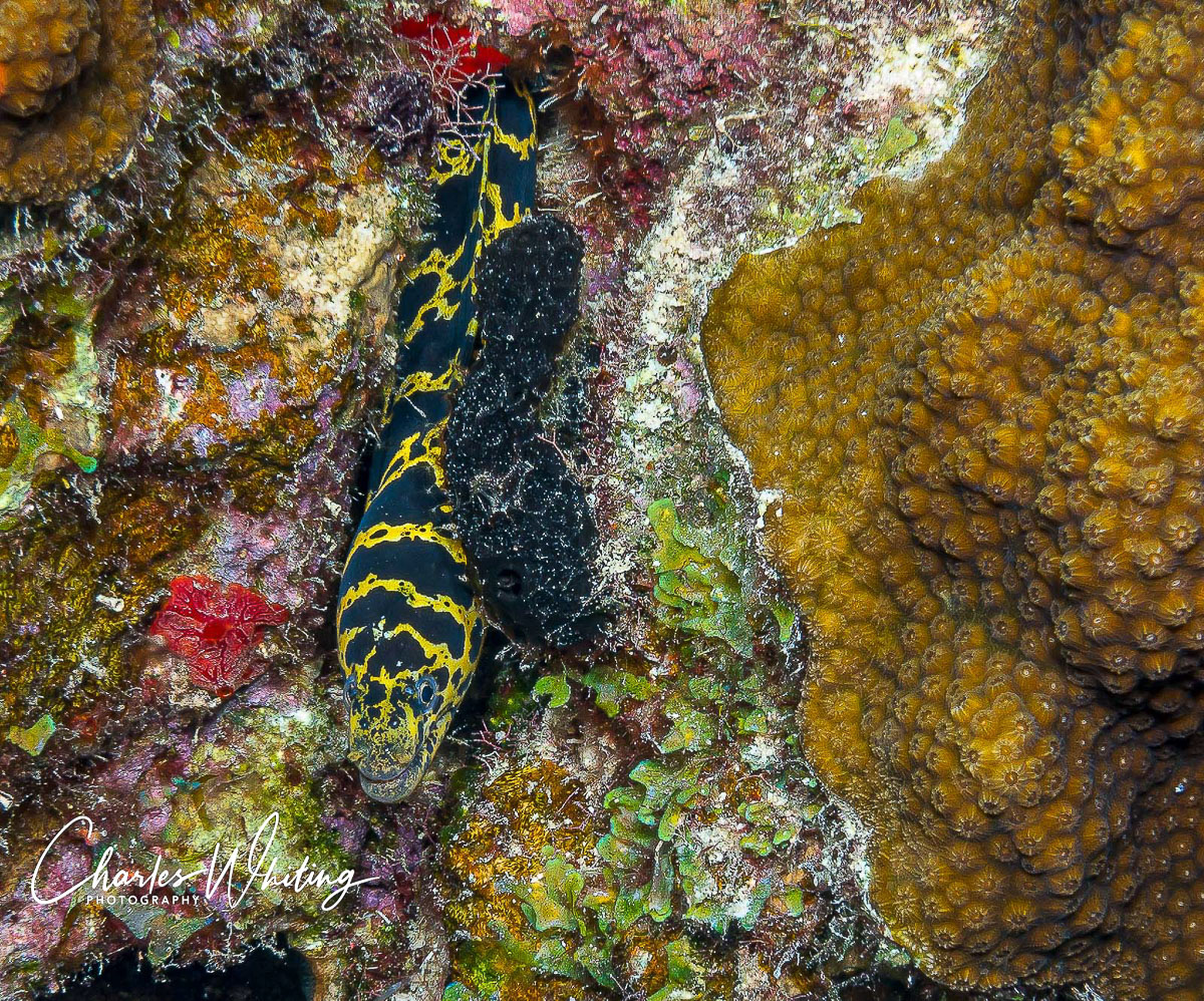 A Chain Eel looks out from its shelter in the coral reef