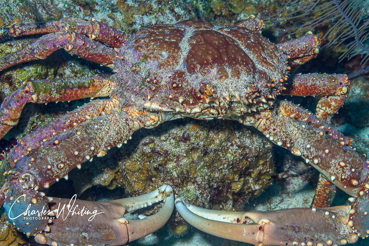 A Channel Clinging Crab rests before resuming the hunt for food