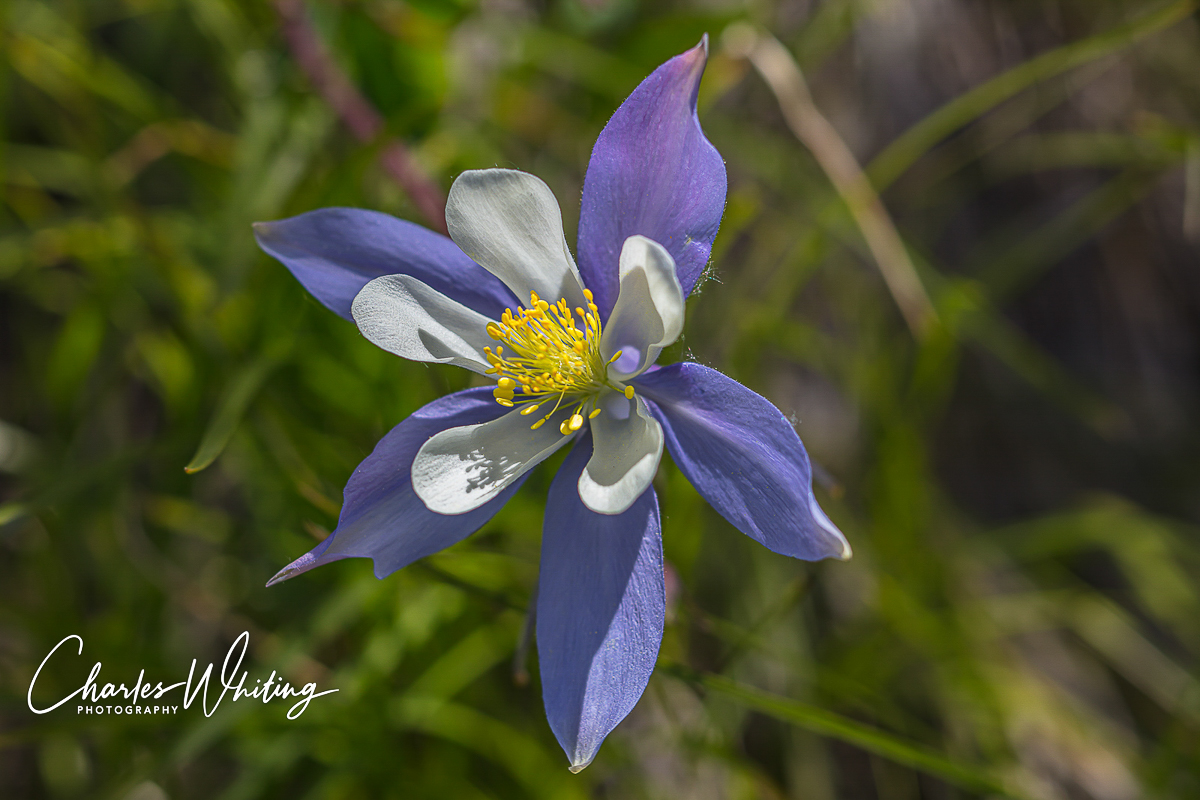 Colorado Blue Columbine from&nbsp;Lower Cataract Lake, Summit County, Colorado