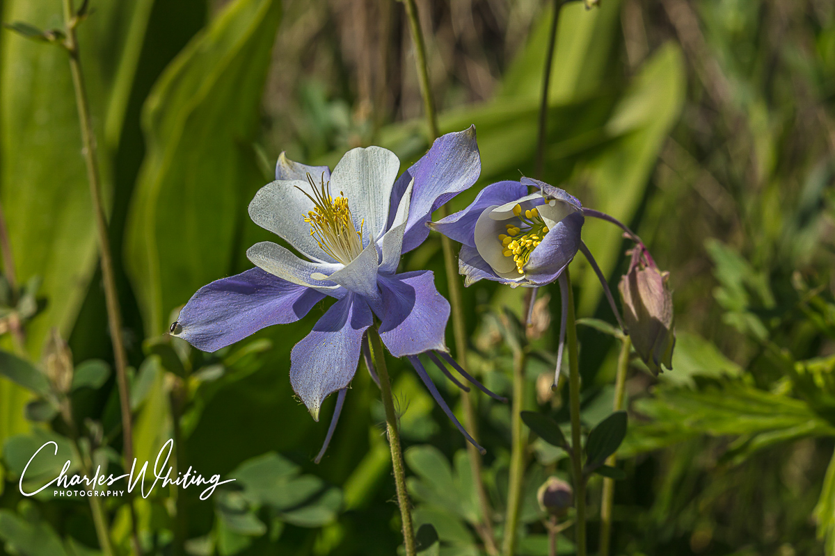 Colorado Blue Columbine in various stages of blooming along Gothic road in Crested Butte, Colorado