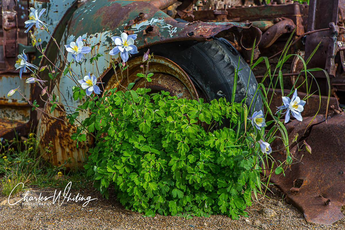 Columbines grow near the ruptured tire of an old mining truck