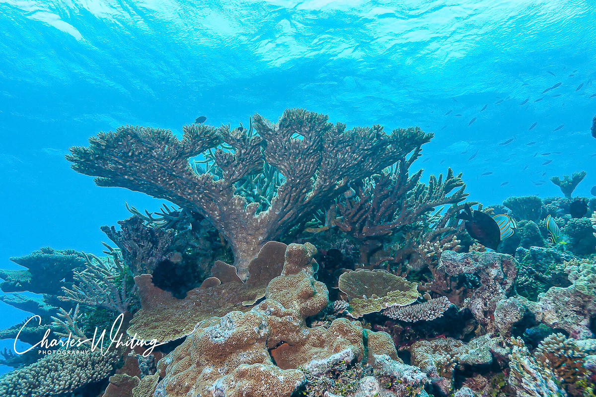 A coral tree marks the pinnacle of a large coral mount rarely visited by divers