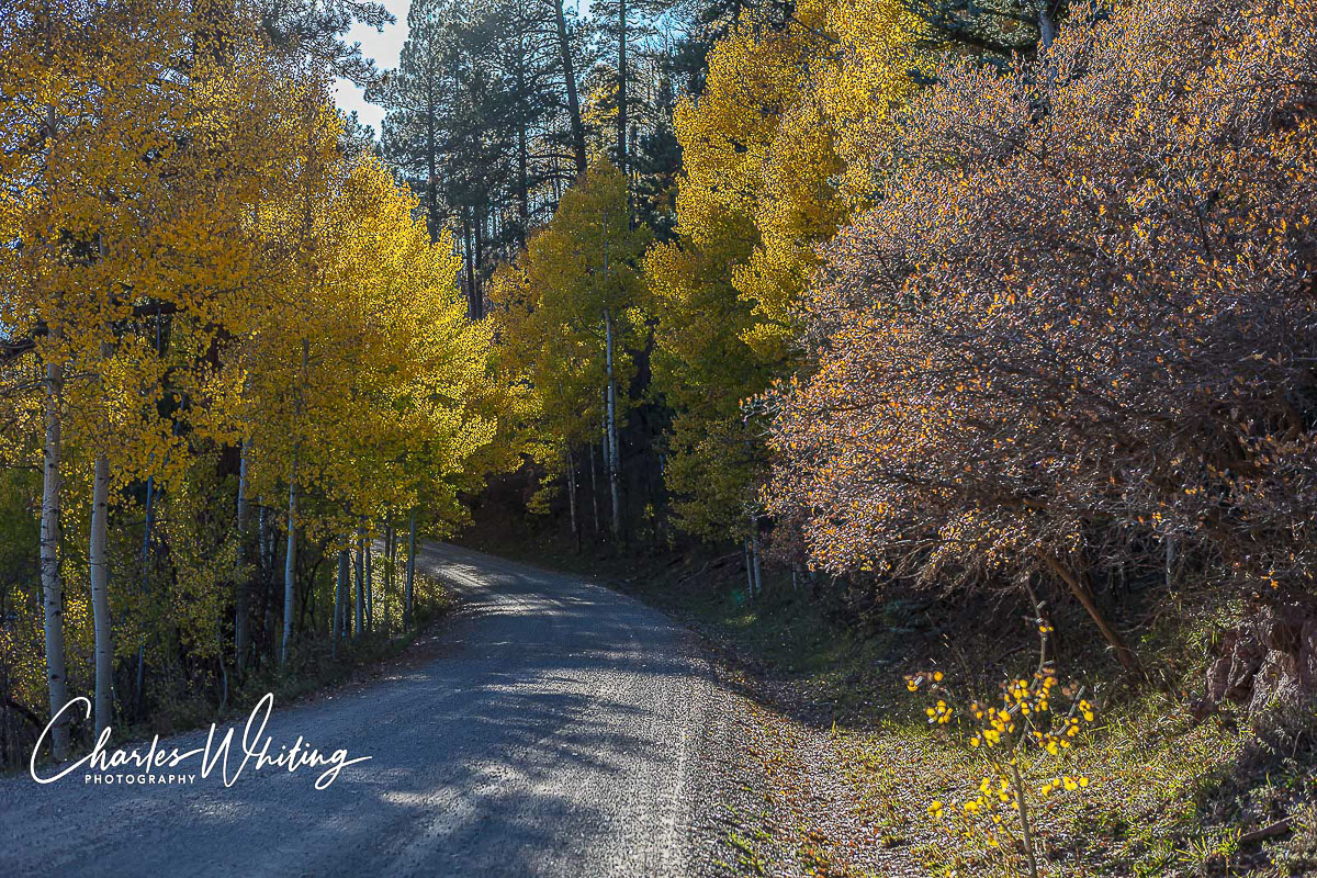 A mountain pass road lined with Aspens, Conifers, and Scrub Oak