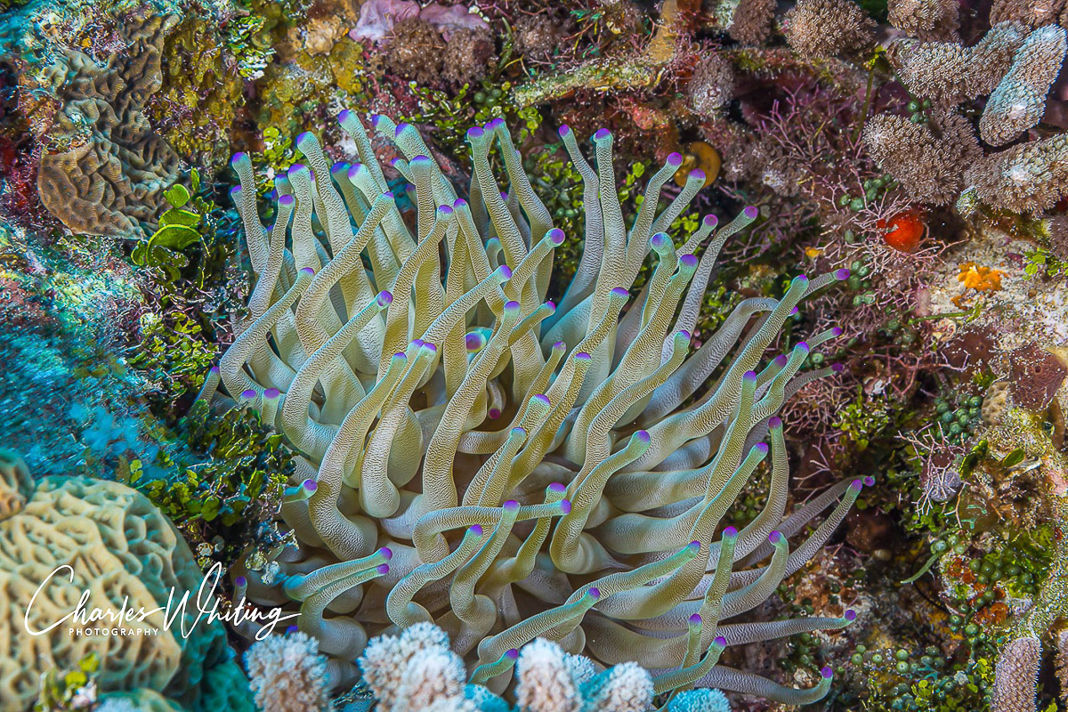 A Purple-Tipped Giant Sea Anemone on the Cozumel Wall