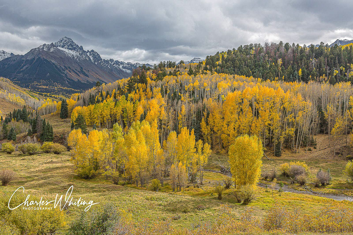 Golden Aspens flourish along Dallas Creek in the shadow of the Sneffels Range