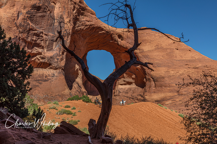 An ancient juniper tree frames the Ear of the Wind archway