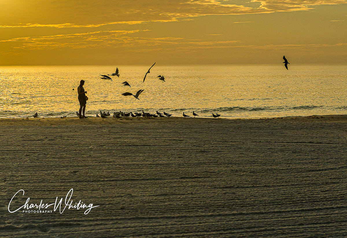 Gulls gather for a twilight feeding