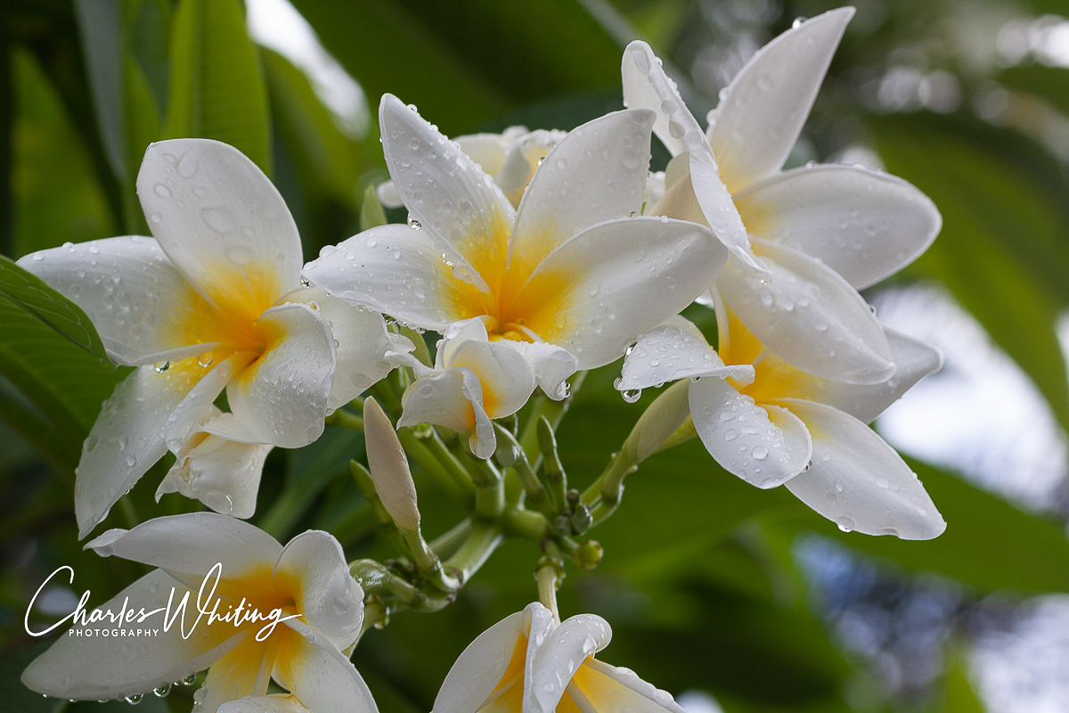 Water droplets decorate frangipani flowers after an early morning rain shower