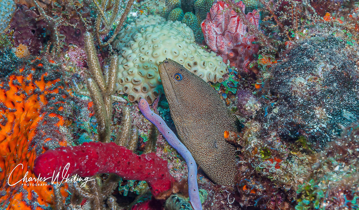 A Goldentailed Moray Eel looks out from its home on the Boynton Beach Ledge, Florida