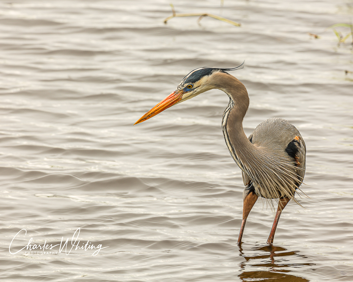 A Great Blue Heron strikes a hunting pose