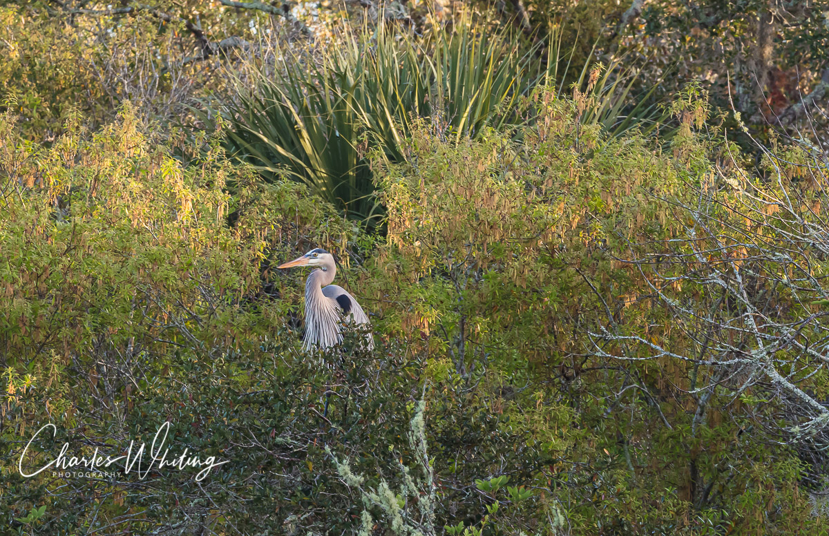 A Great Blue Heron prepares to leave its overnight tree perch