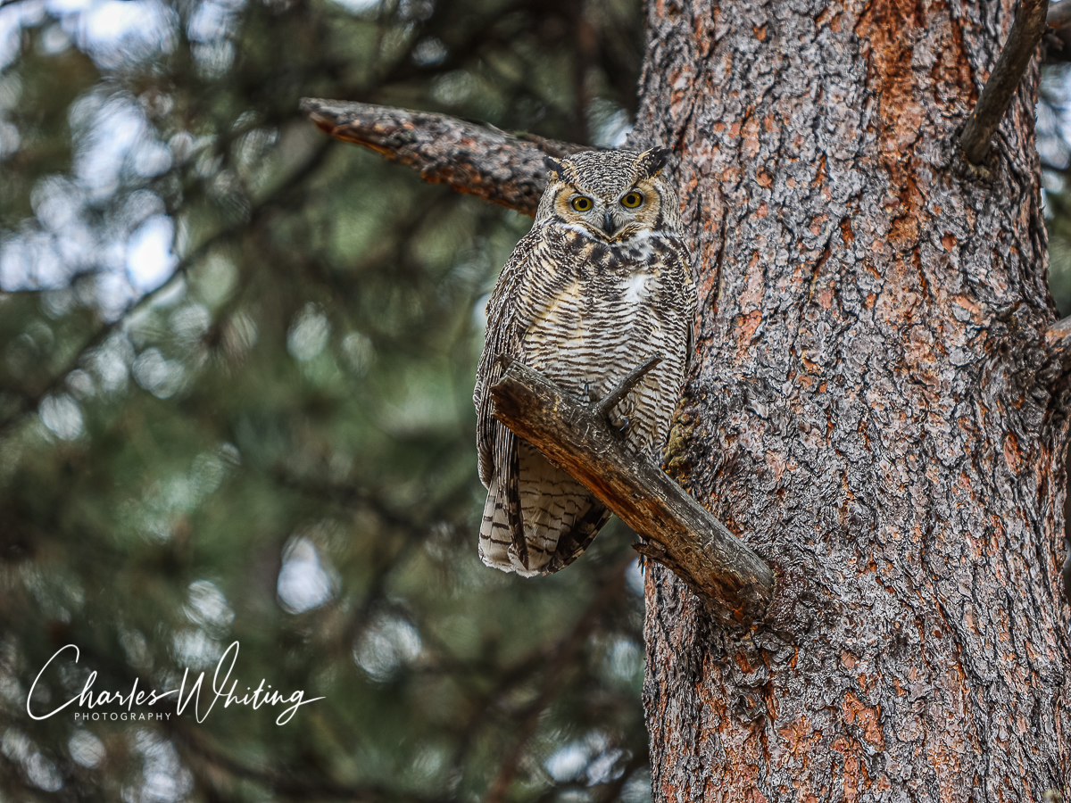 This Great Horned Owl visited us for several hours in early November