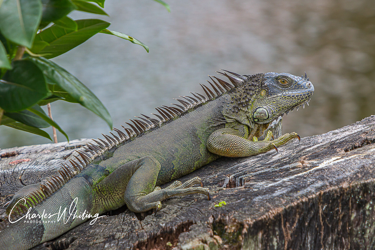 A young Green Ignana sunning on a lakeside tree stump